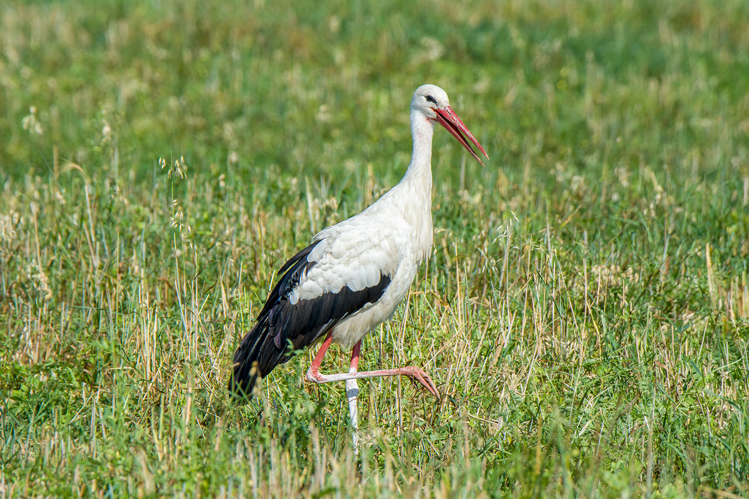 White storks - My, Birds, Stork, Leningrad region, Longpost