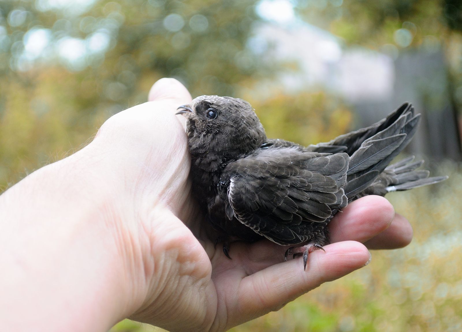 35 days with a haircut. - My, Birds, Black Swift, Apus apus, Chick, The photo, Feeding, Longpost