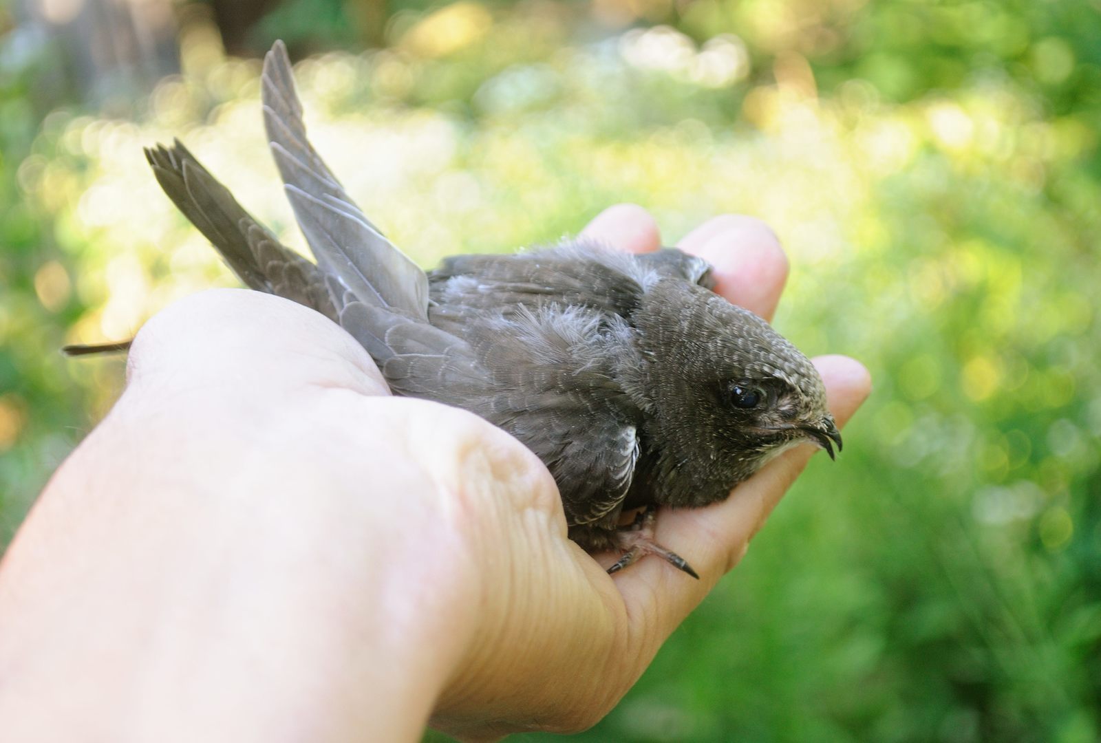 35 days with a haircut. - My, Birds, Black Swift, Apus apus, Chick, The photo, Feeding, Longpost