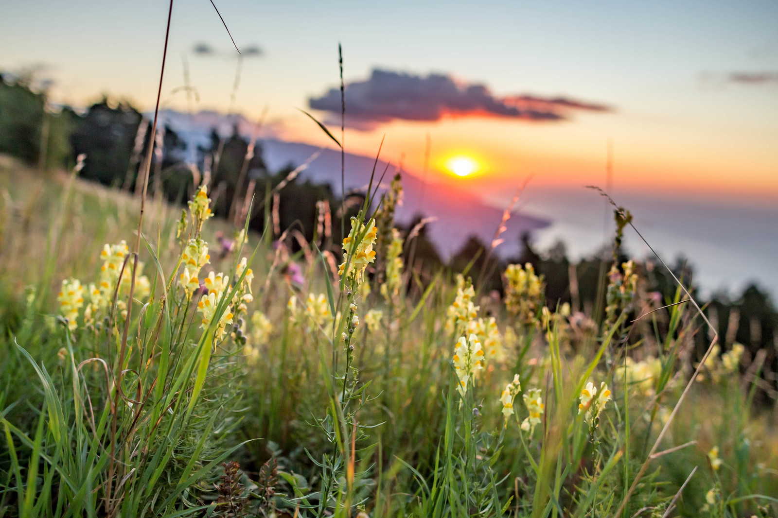 Journey to the Starry Tale on Ai-Petri. - My, Hike, Travels, Tourism, Crimea, Russia, The mountains, Sea, dawn, Longpost