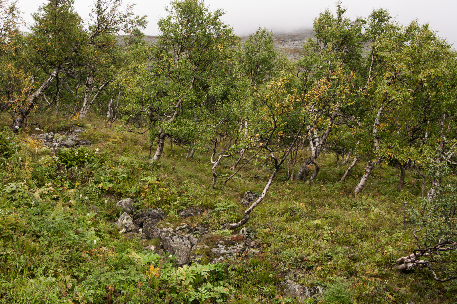 Konzhakovsky Stone - Northern Ural, The mountains, Nature, Konzhakovsky stone, Sverdlovsk region, The photo, Longpost