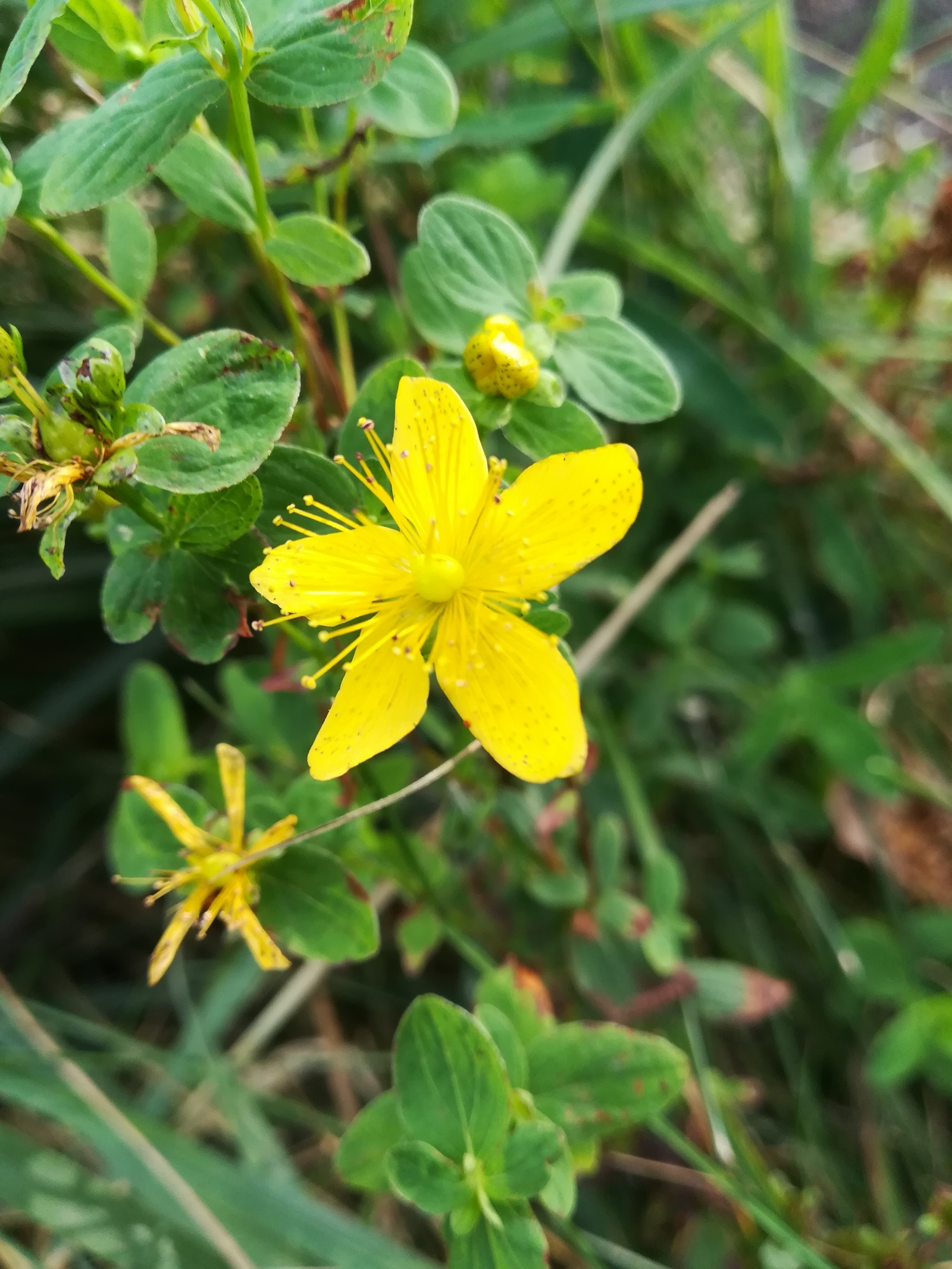 Photo from the walk - My, The photo, Nature, Flowers, Longpost