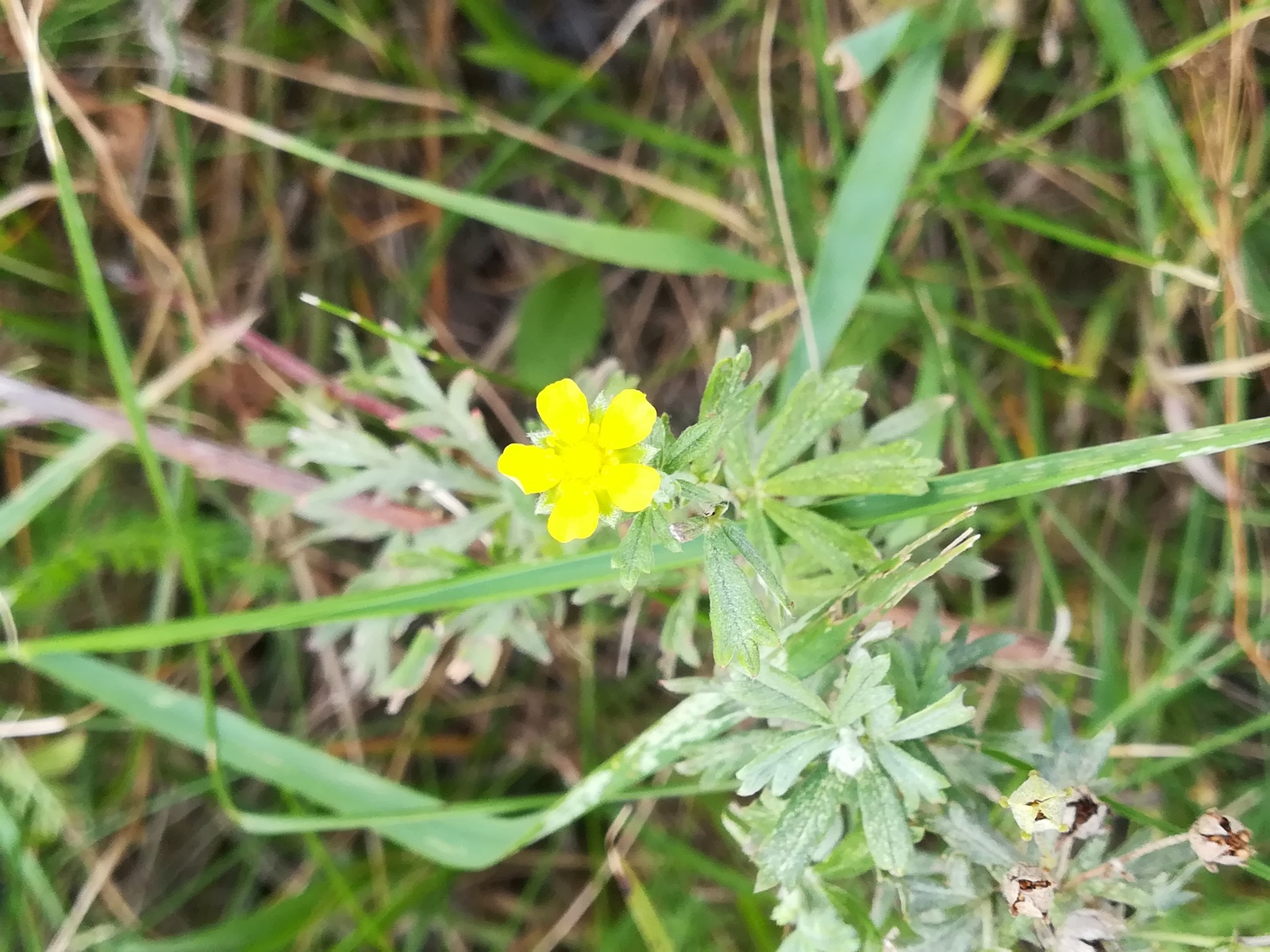 Photo from the walk - My, The photo, Nature, Flowers, Longpost