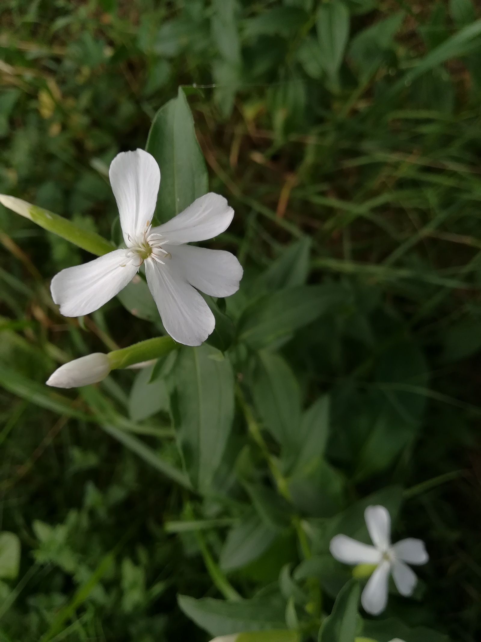 Photo from the walk - My, The photo, Nature, Flowers, Longpost