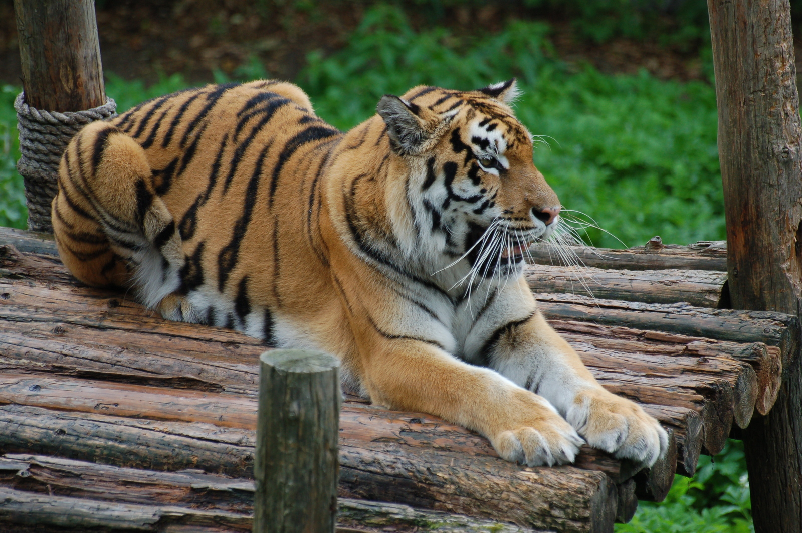 Kaliningrad Zoo - My, Kaliningrad, Zoo, Animals, Longpost