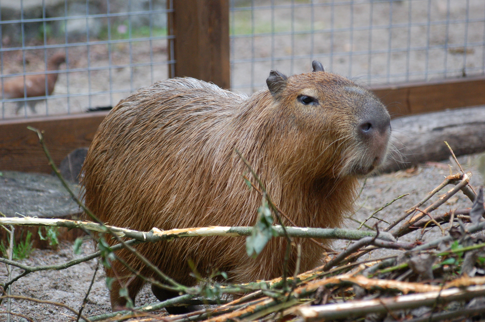 Kaliningrad Zoo - My, Kaliningrad, Zoo, Animals, Longpost