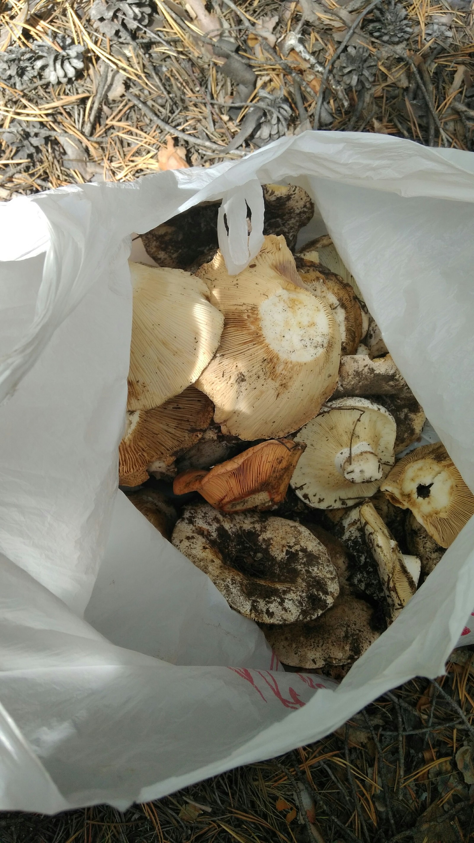 Went mushrooming - My, Mushrooms, Forest, Longpost