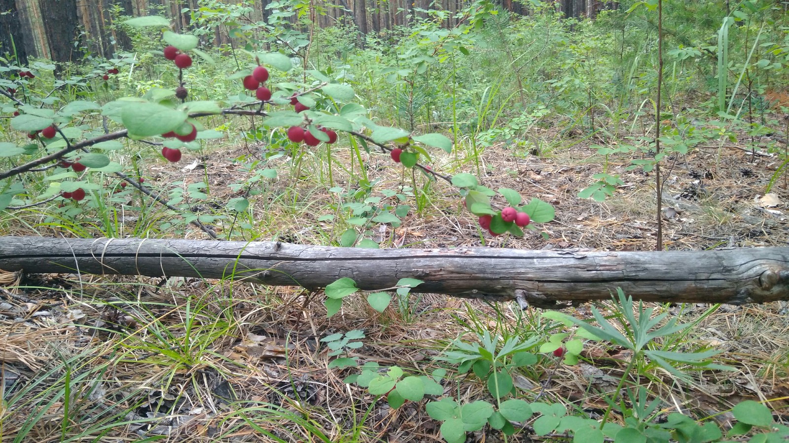 Went mushrooming - My, Mushrooms, Forest, Longpost