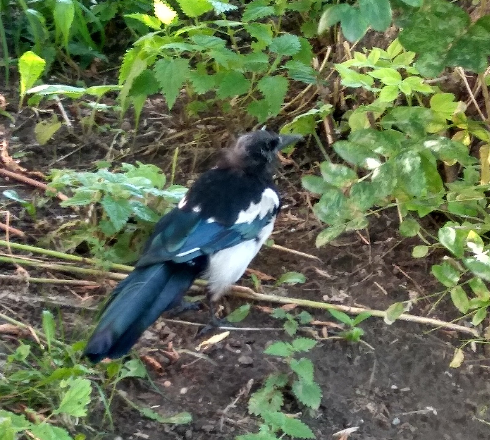 unknown bird - My, What kind of bird?, The photo, Longpost