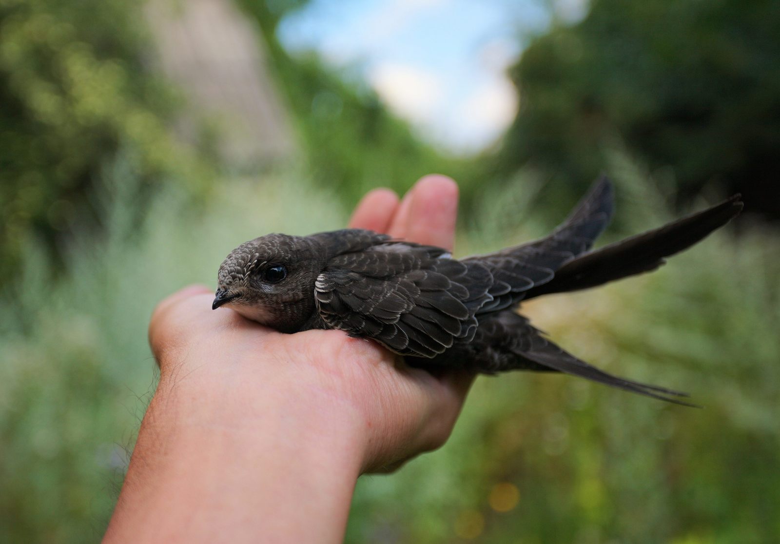 35 days with a haircut, or Luchik and others. - My, Swift, Birds, Black Swift, Apus apus, Growth, The photo, Longpost, Feeding