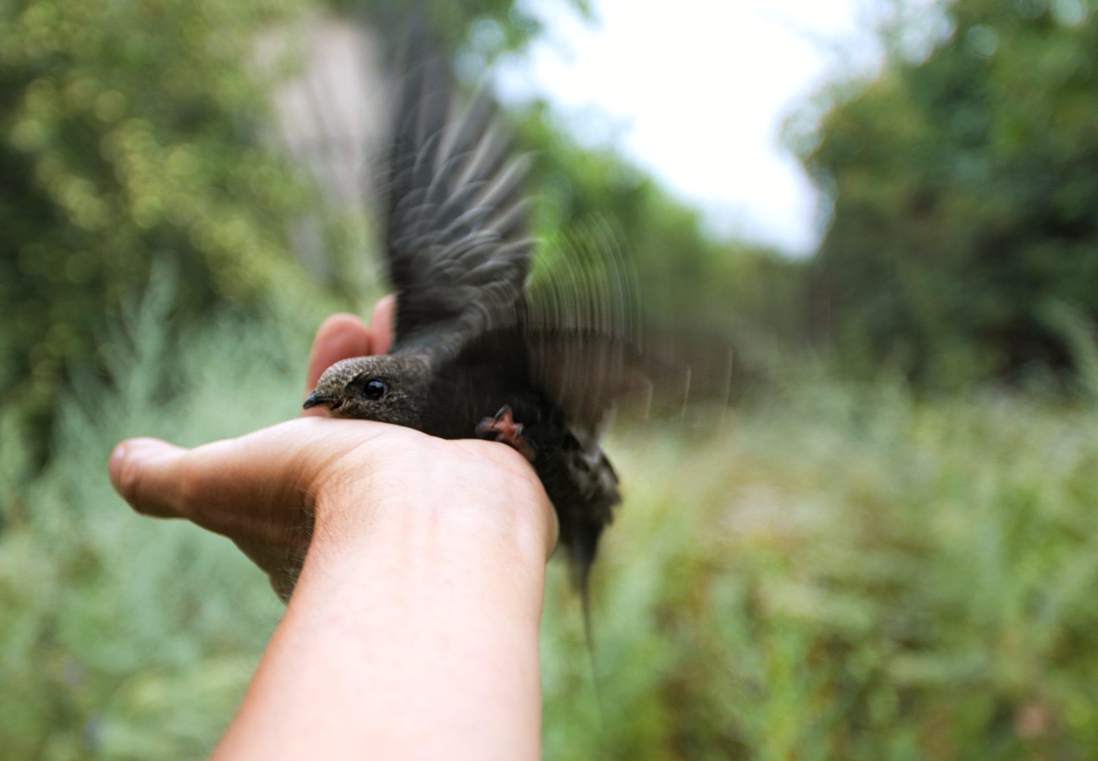 35 days with a haircut, or Luchik and others. - My, Swift, Birds, Black Swift, Apus apus, Growth, The photo, Longpost, Feeding