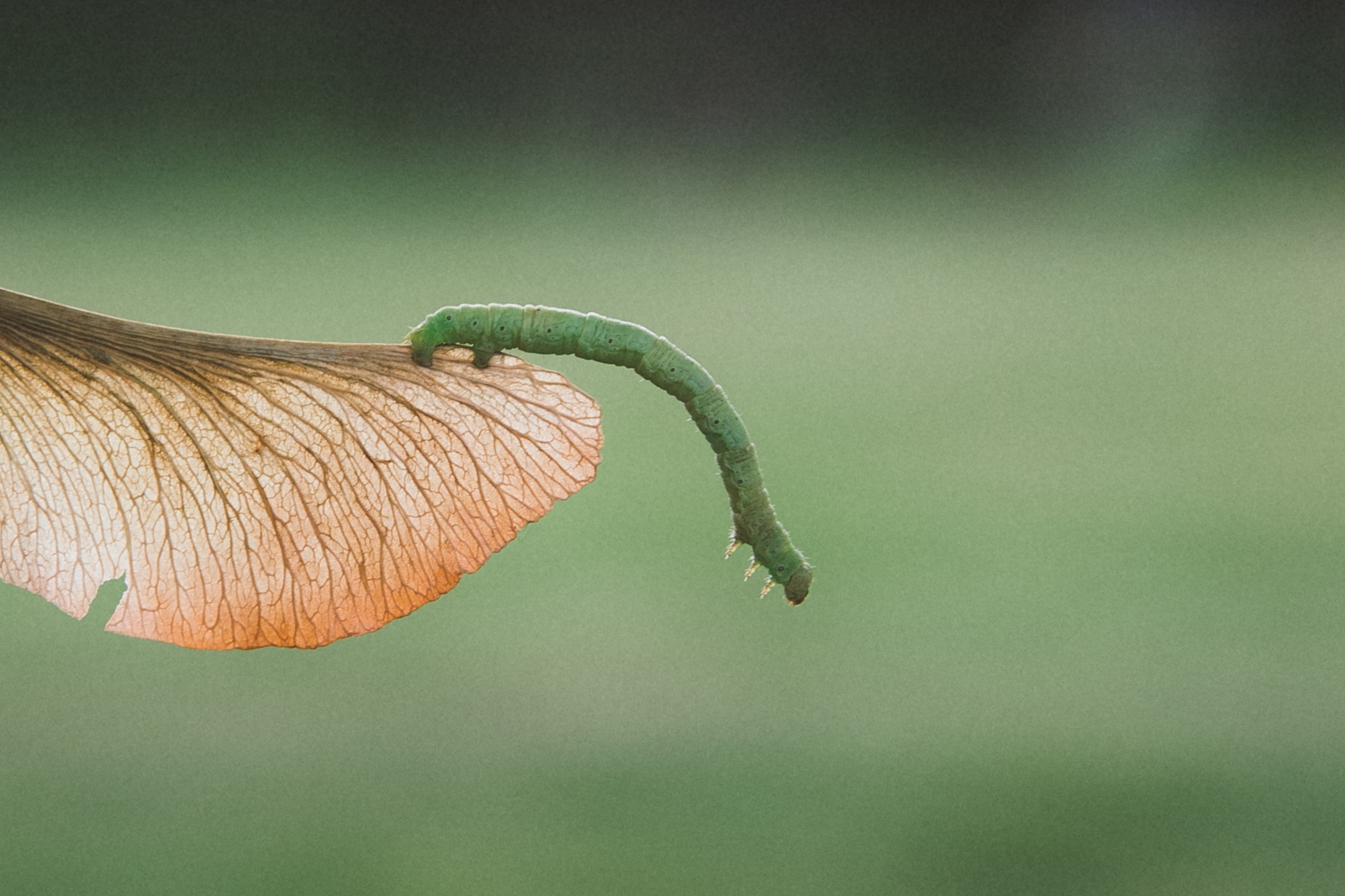 Caterpillar - My, Caterpillar, Nature, Longpost