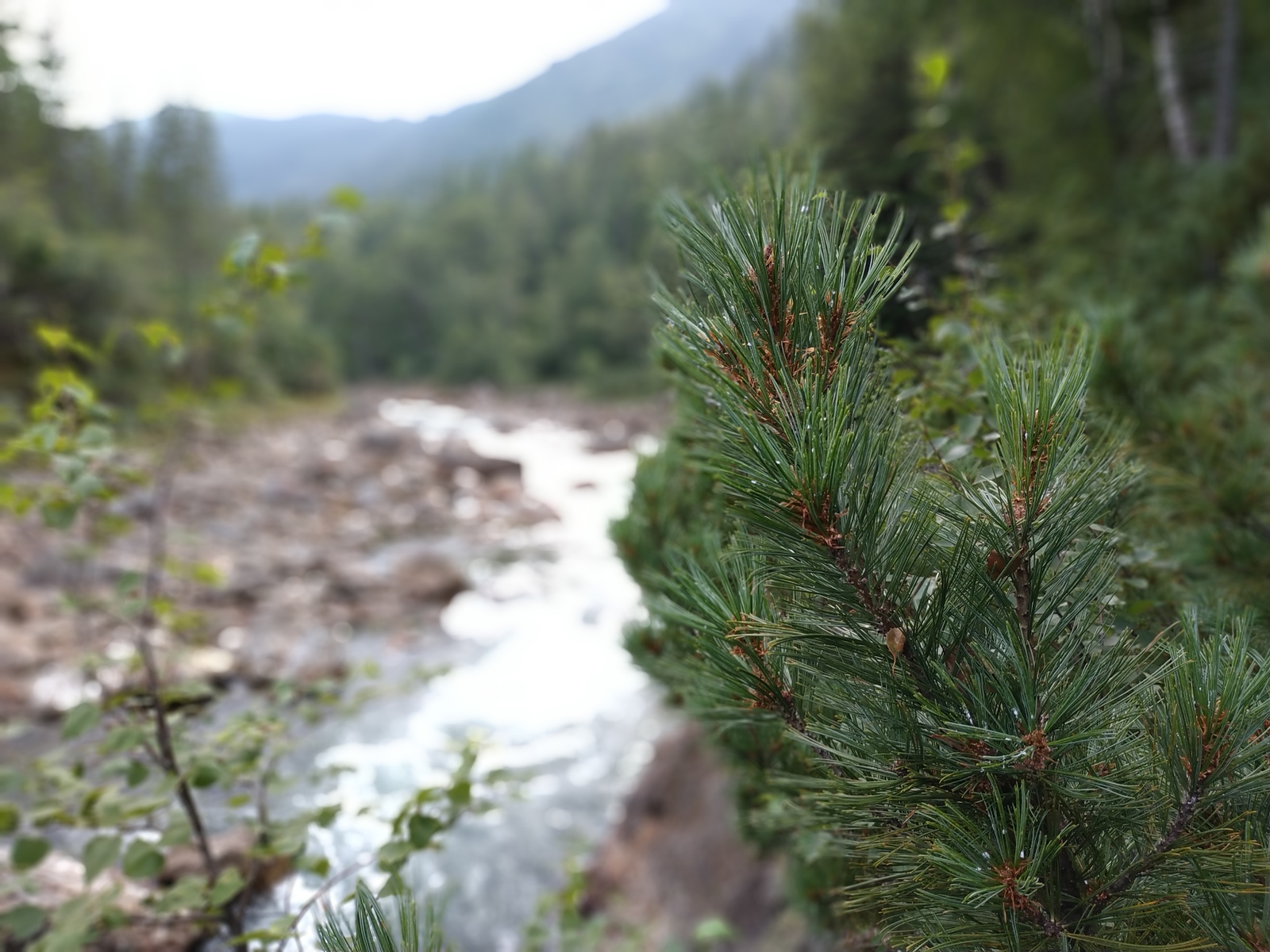 Trekking to Lake Sobolinoye (Republic of Buryatia) - My, Longpost, Lake, Buryatia, , Story, 