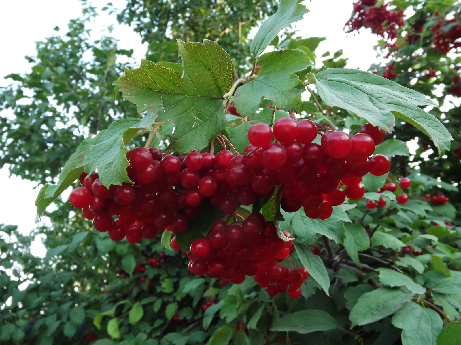 It's the end of summer... - My, Viburnum, Summer, Macro photography, Nostalgia