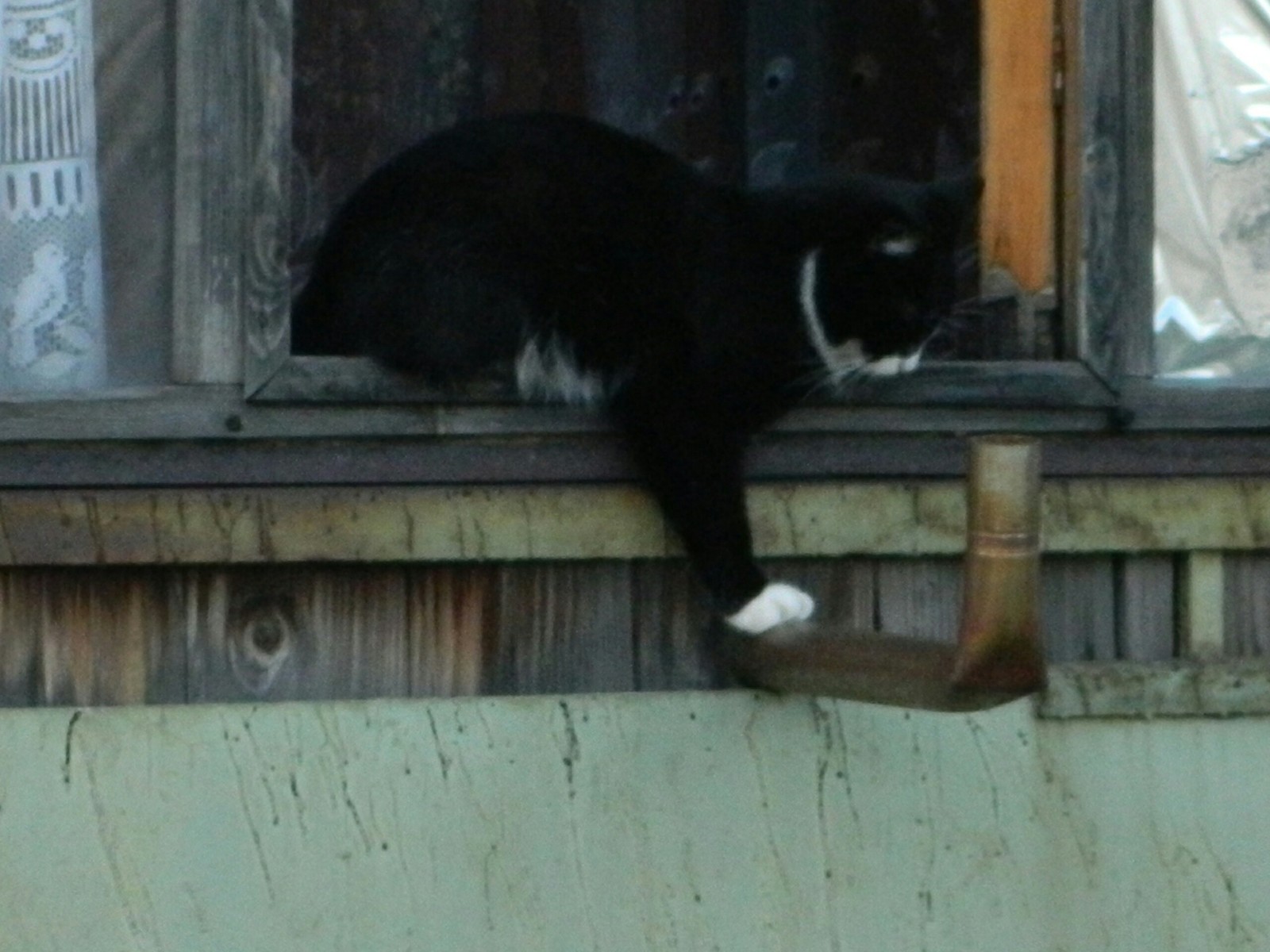 Find a photographer. - My, cat, Catomafia, Balcony, View from the window, Longpost