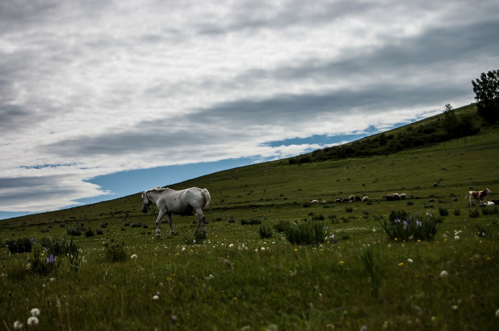 Mountain Three brothers, Khakassia. - Khakassia, Nature, Liberty, Longpost, Horses