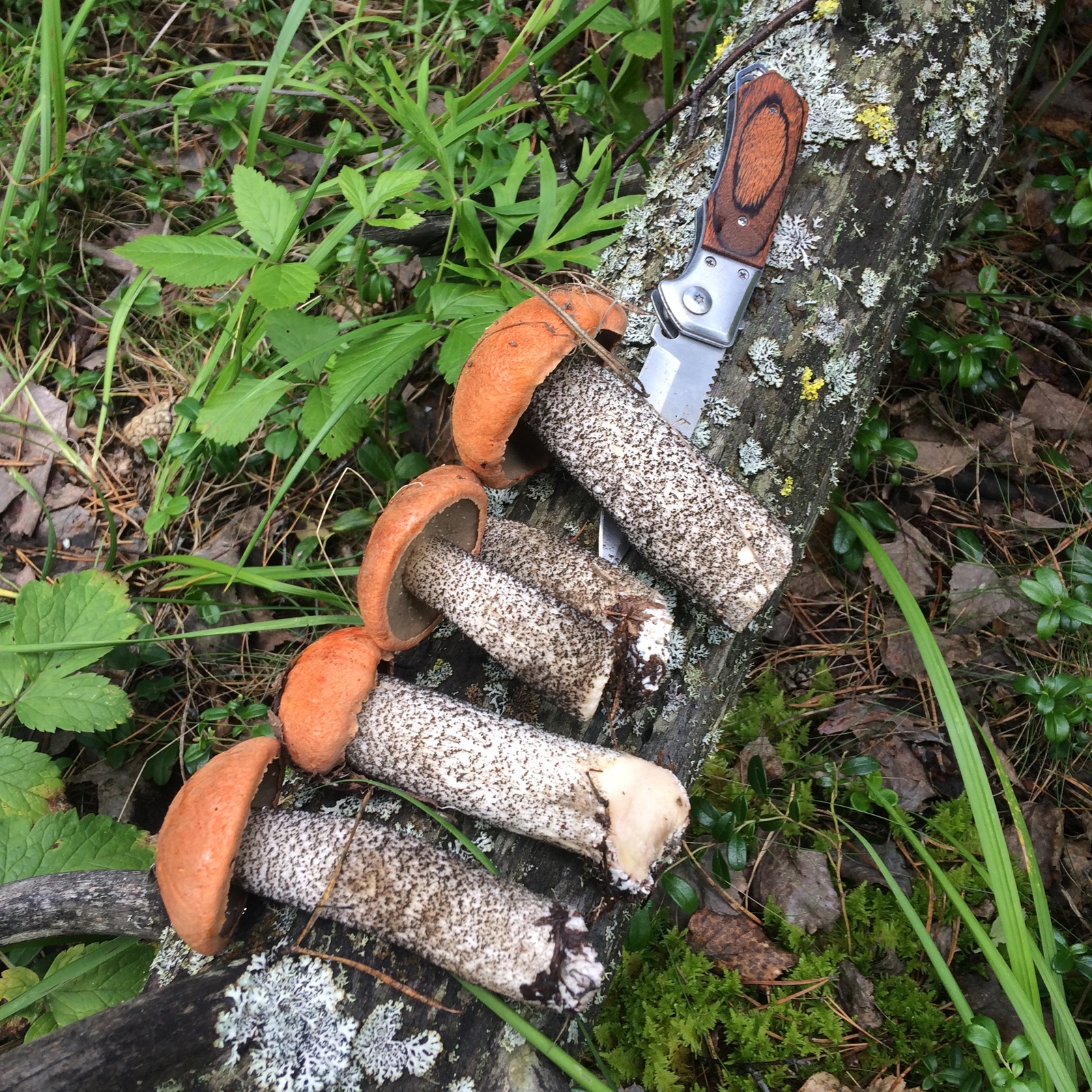 Quiet hunting in the Baikal region. - My, Berries, Mushrooms, Silent hunt, Siberia, Irkutsk region, Forest, Horses, Longpost