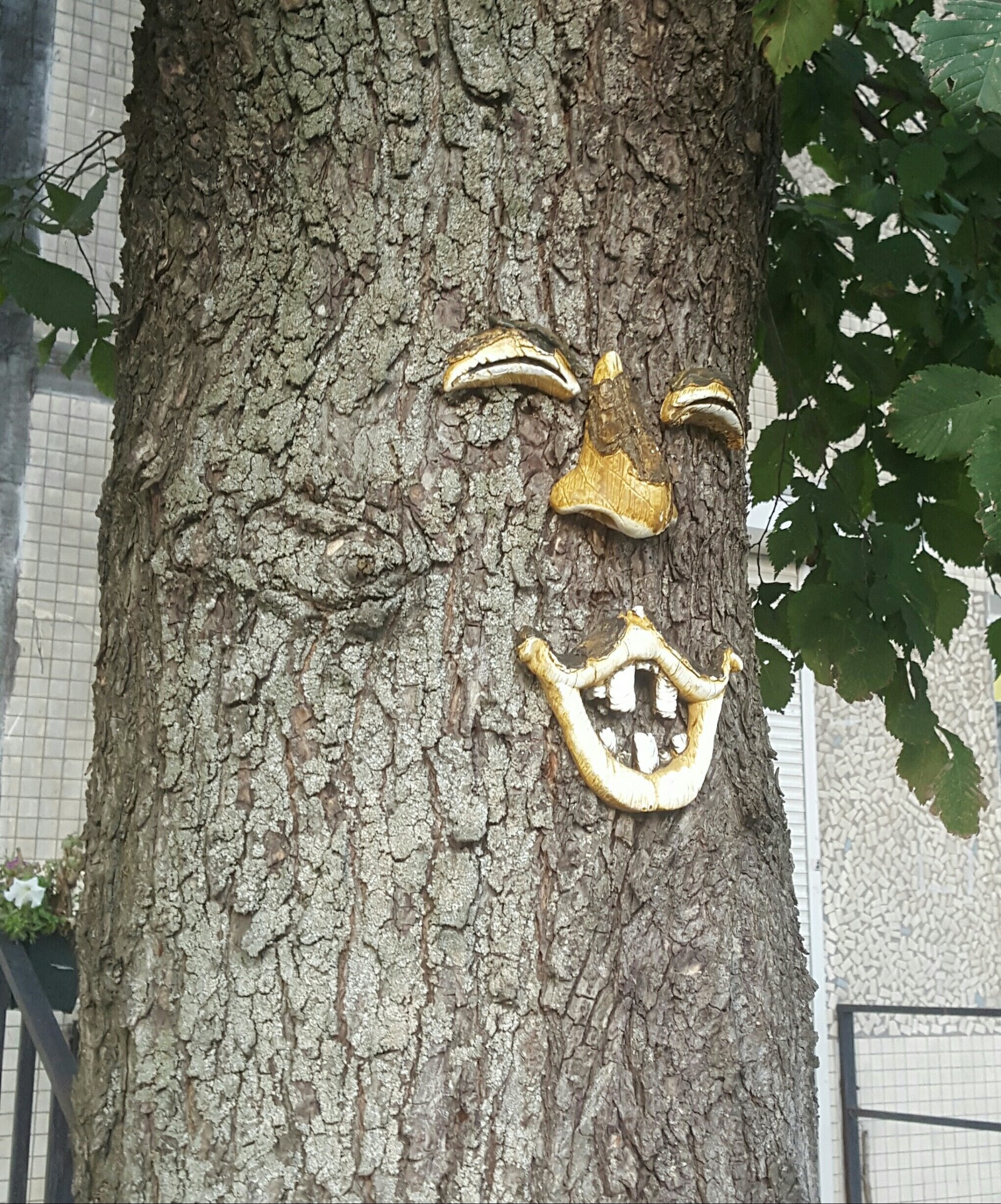 gull tree - My, Nature, Tree, St. Petersburg walks, Saint Petersburg, Longpost