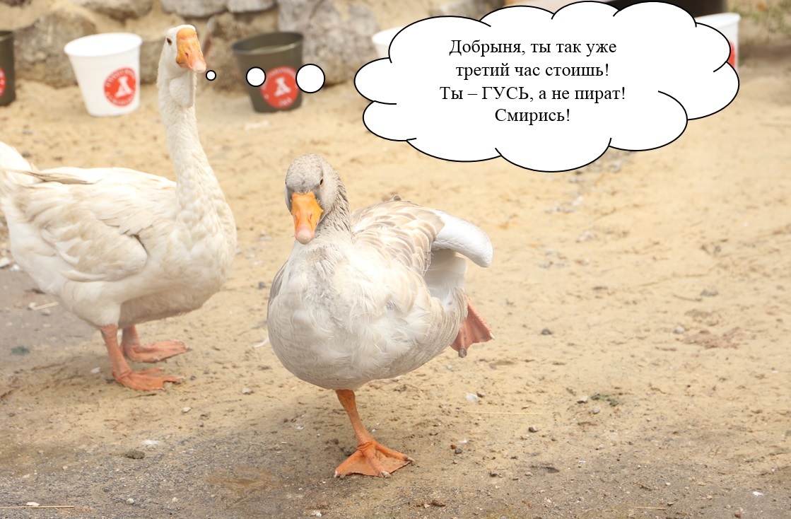 joke-minute - My, Гусь, Goose_blogger, Kindness