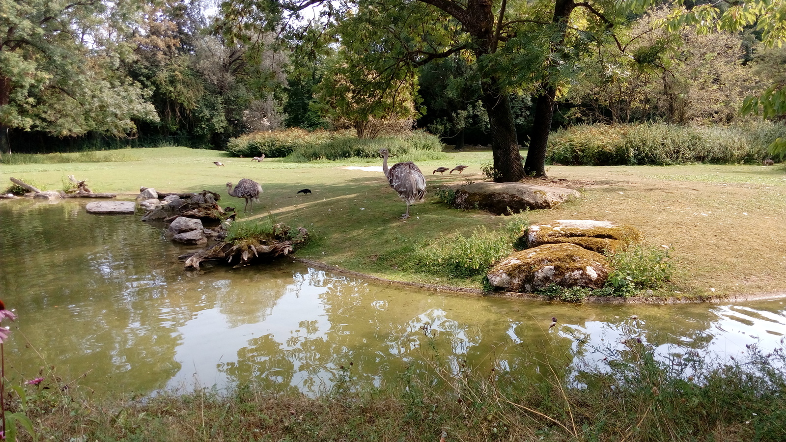 Ostriches - My, Landscape, Ostrich, Birds, Nature, The photo