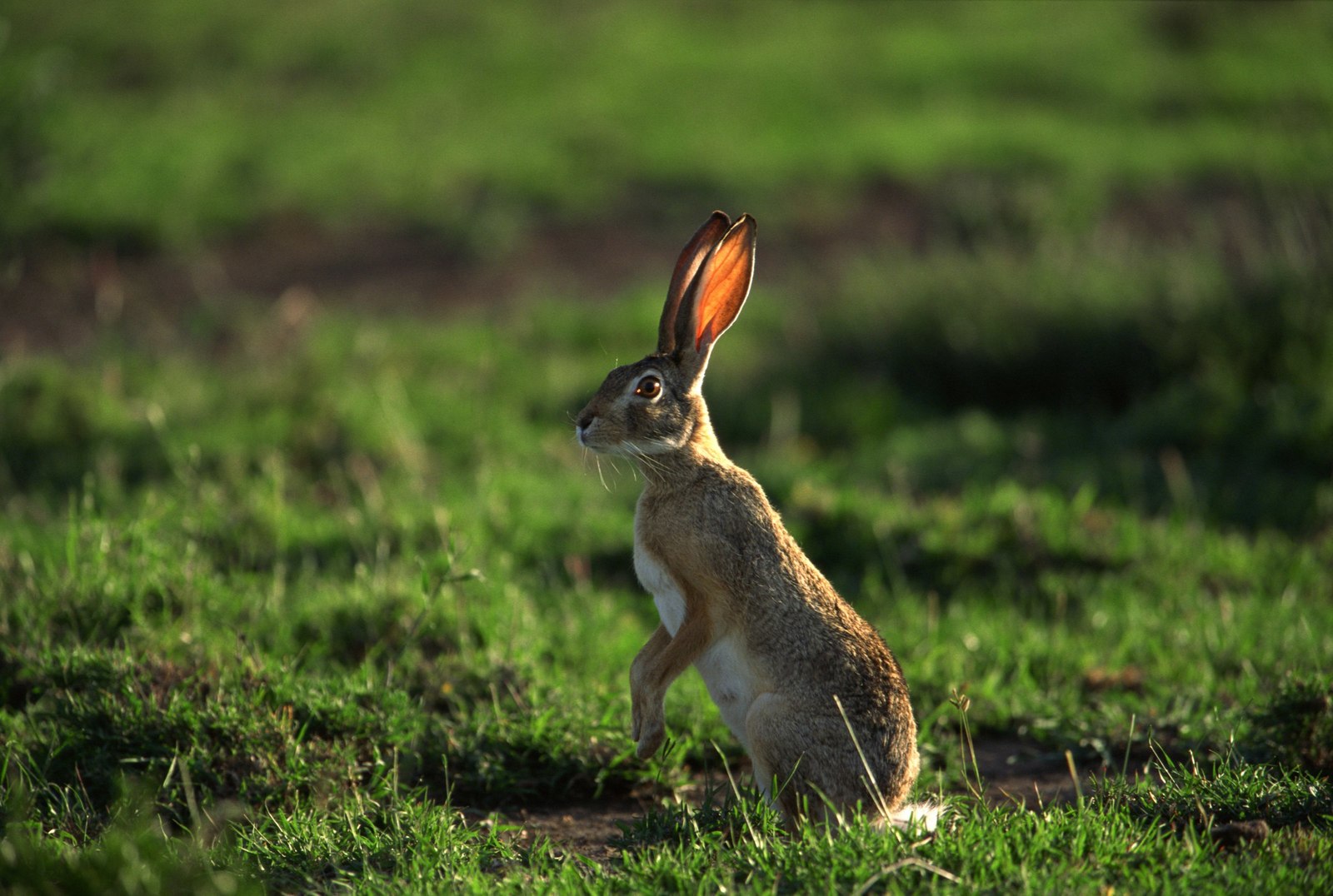 saturday hares - Hare, White hare, Hare, The photo, Milota, Animals, Longpost