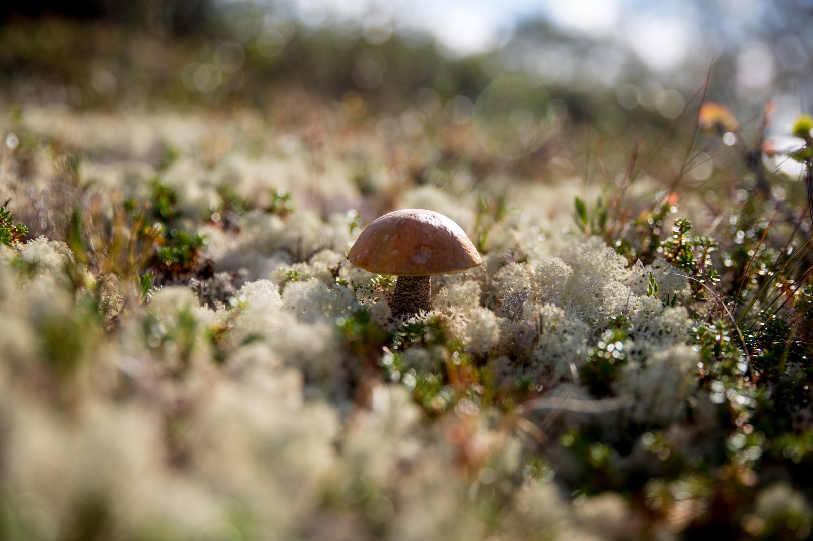 A little bit of the north is in your feed - My, North, Nature, Murmansk, Video, Longpost, Mushrooms, Berries