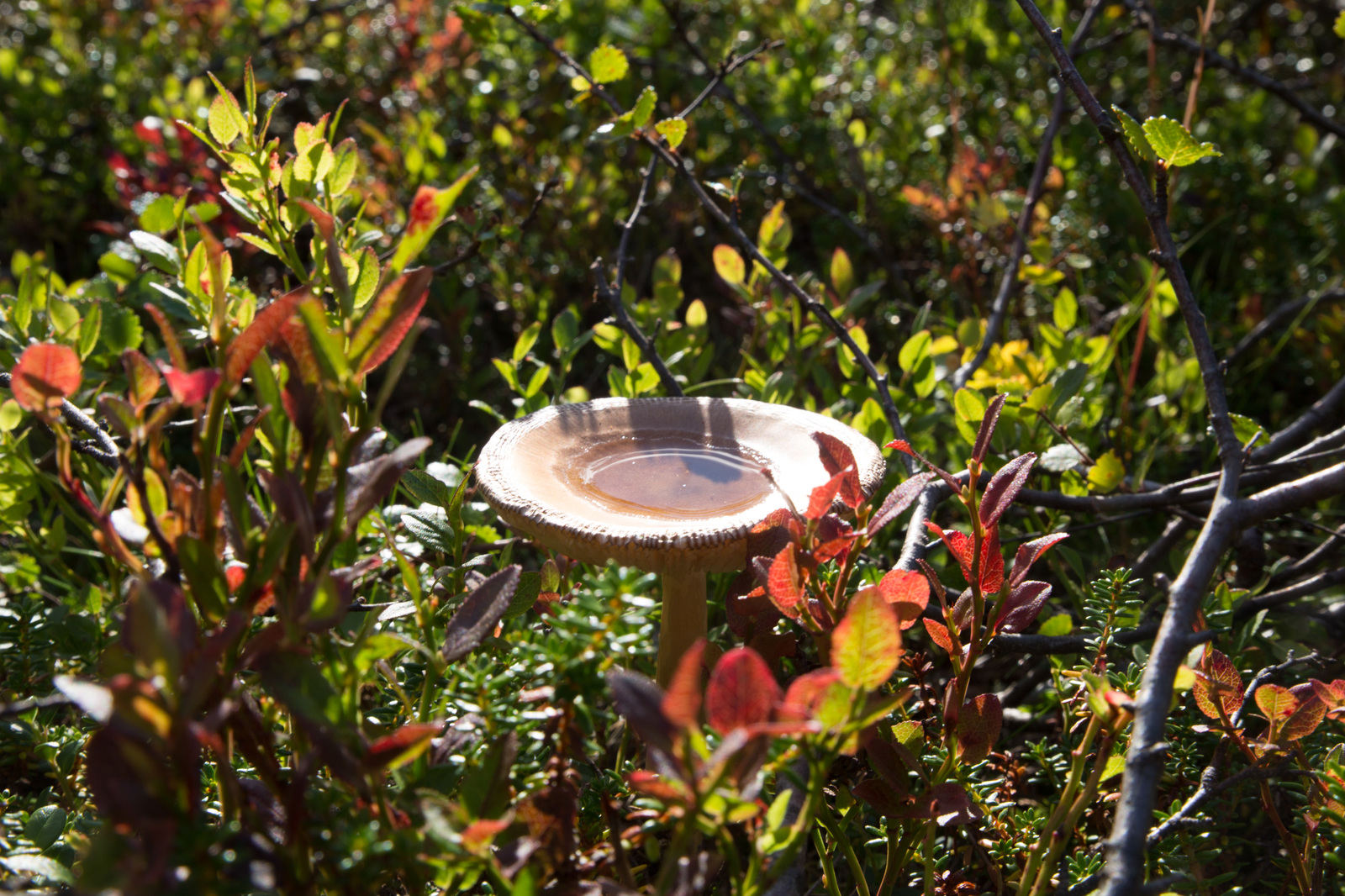 A little bit of the north is in your feed - My, North, Nature, Murmansk, Video, Longpost, Mushrooms, Berries