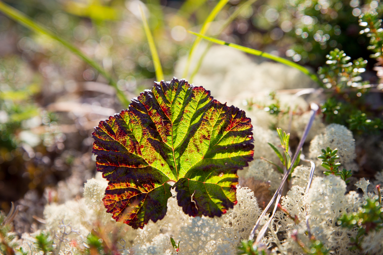 A little bit of the north is in your feed - My, North, Nature, Murmansk, Video, Longpost, Mushrooms, Berries