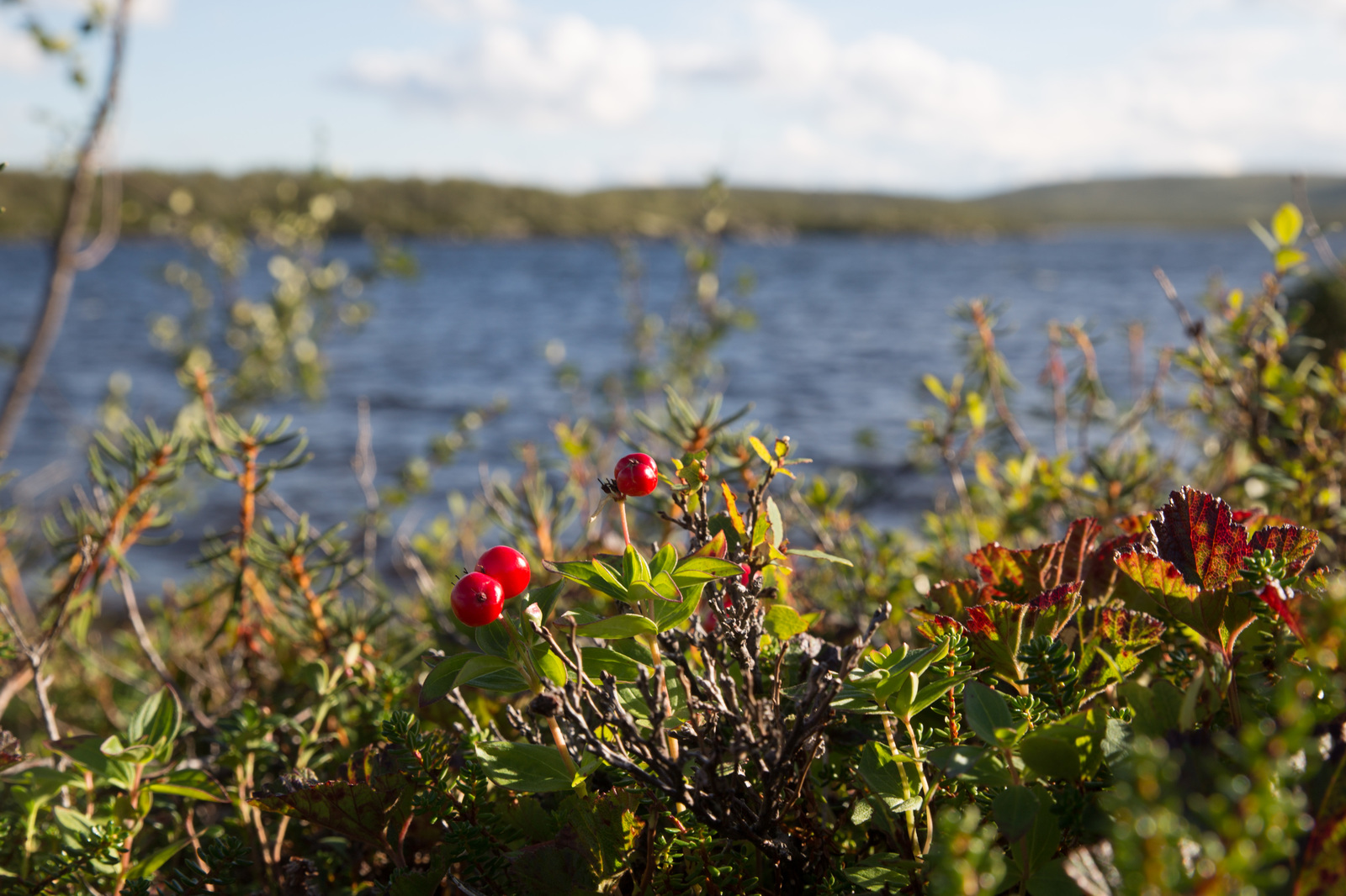 A little bit of the north is in your feed - My, North, Nature, Murmansk, Video, Longpost, Mushrooms, Berries