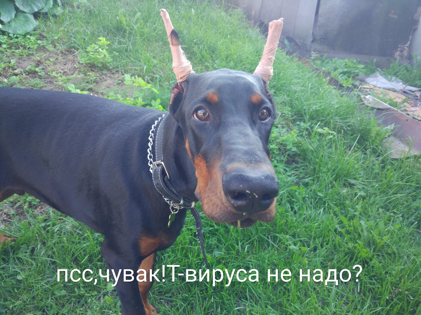 Doberman - My, Doberman, Ears on the crown, Dog