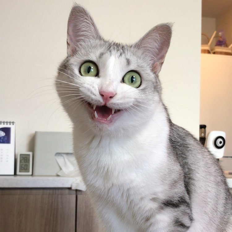 When asked to smile for a photo - cat, The photo, Smile, Longpost