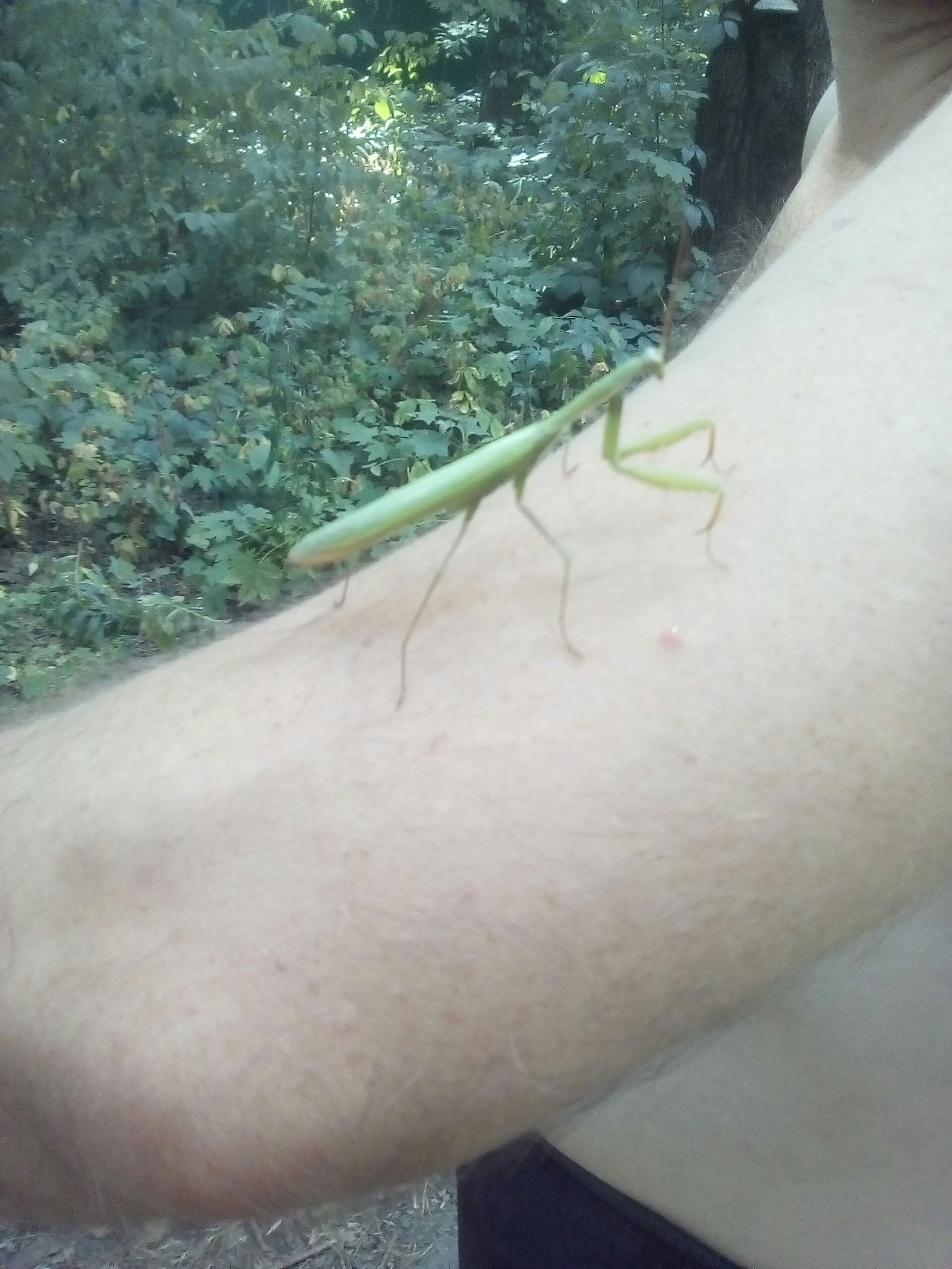 Global warming? No, I haven't heard? - My, Mantis, Lipetsk, Global warming, Smoke break, Longpost