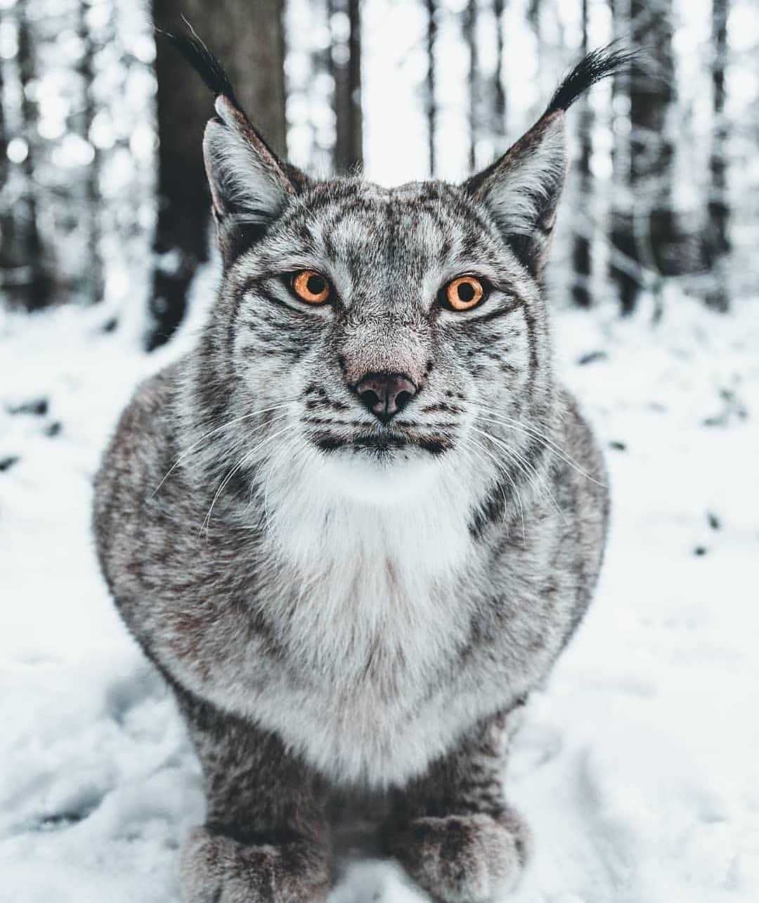 These eyes... - Lynx, Eyes, The photo