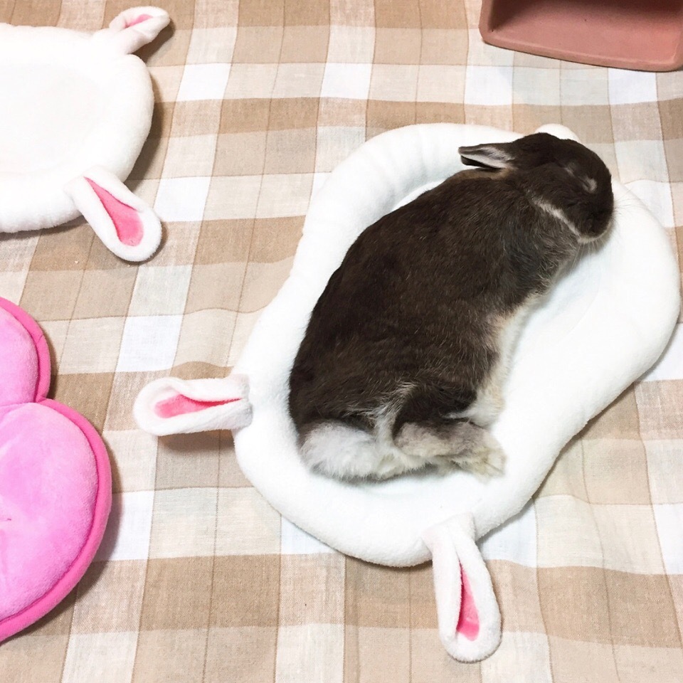 Sweet dreams: 3 - Rabbit, Dream, Milota, The photo, Pets, Longpost