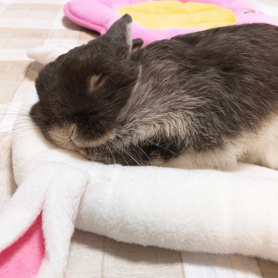 Sweet dreams: 3 - Rabbit, Dream, Milota, The photo, Pets, Longpost