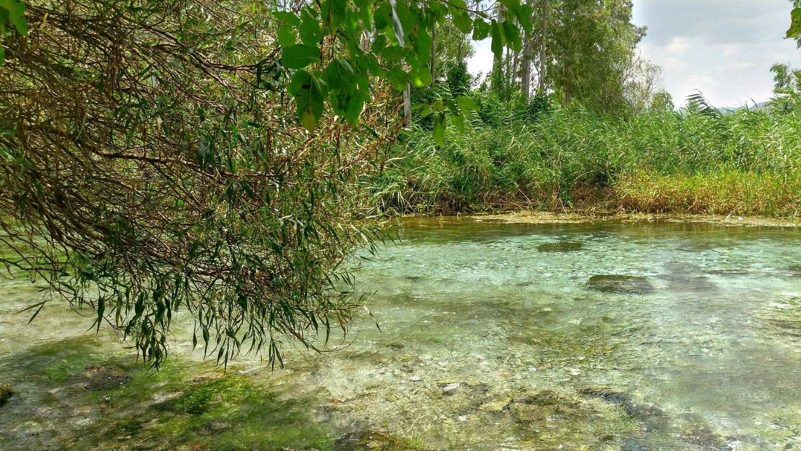 Прозрачная река, камышовые берега - Моё, Река, Ручей