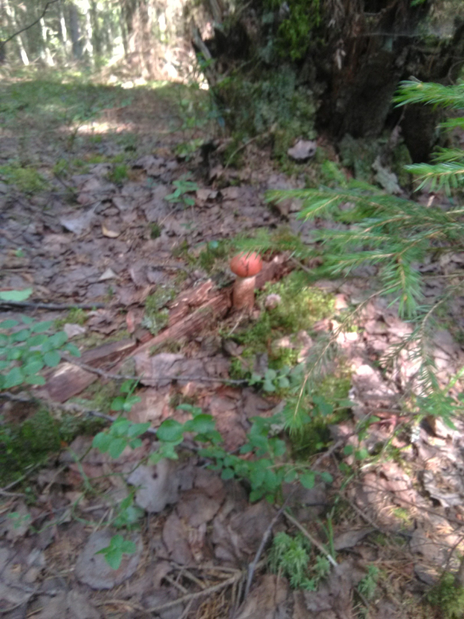 Nice walk in the forest. - Подмосковье, Mushrooms, White, Boletus, Hedgehog, Longpost