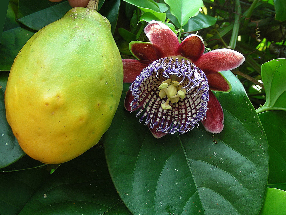 Passiflora, she is a passion flower, she is also a granadilla, you can just passion fruit - Passionflower, , Passion fruit, , Longpost