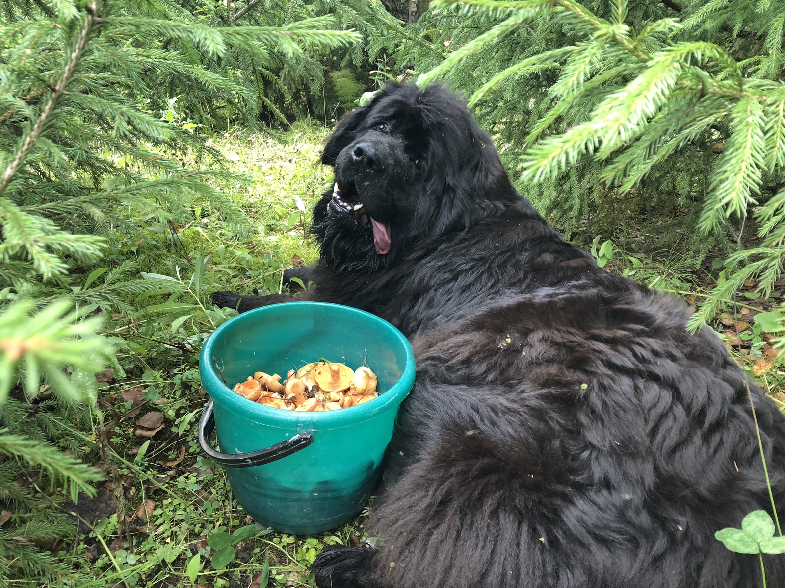 My newfa - My, Newfoundland, Mushrooms, Forest, Ginger mushrooms