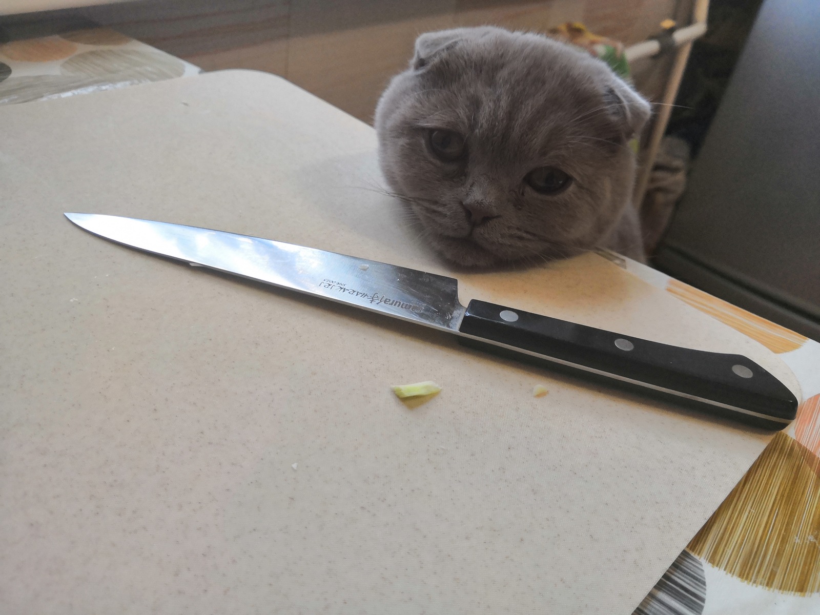 Why won't there be sausages today? - My, cat, Scottish lop-eared, Depressed