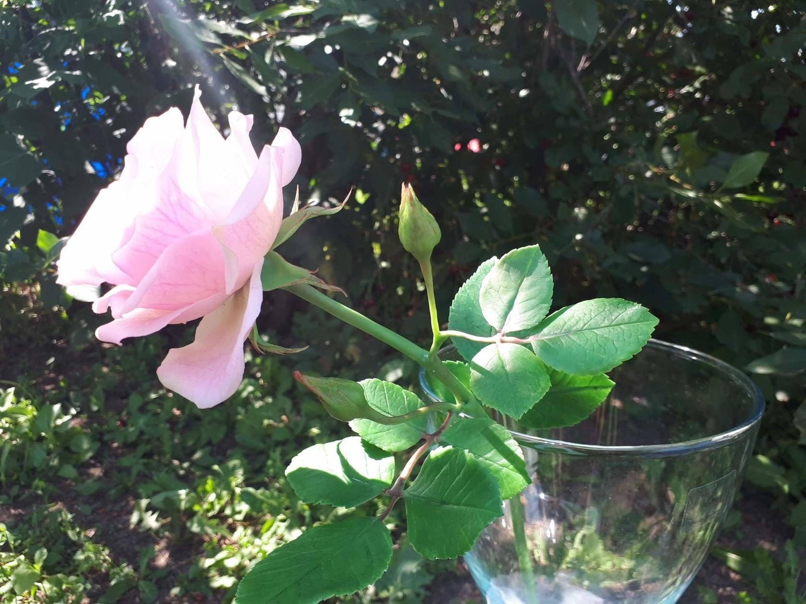 Handmade pink rose - My, Cold porcelain, Polymer clay, Needlework without process, Flowers, Handmade, the Rose, Longpost