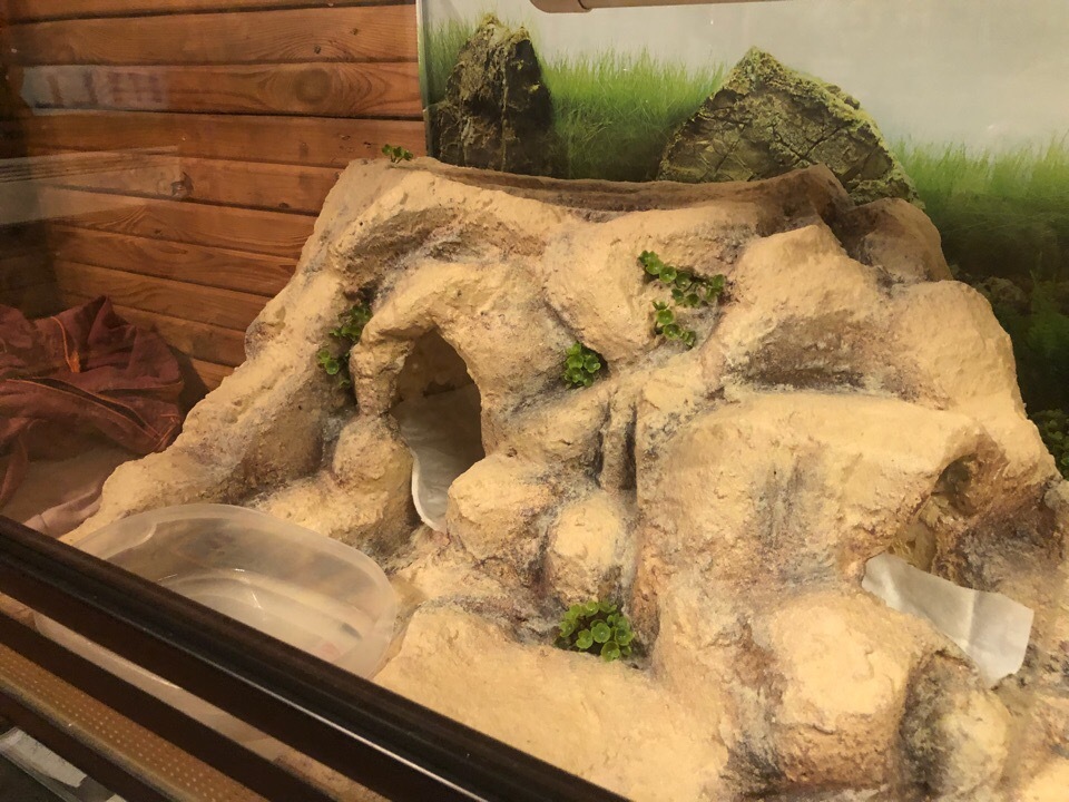 DIY python house - My, Terrariumistics, Homemade, Creation, With your own hands, Background, Longpost, Snake, Pets