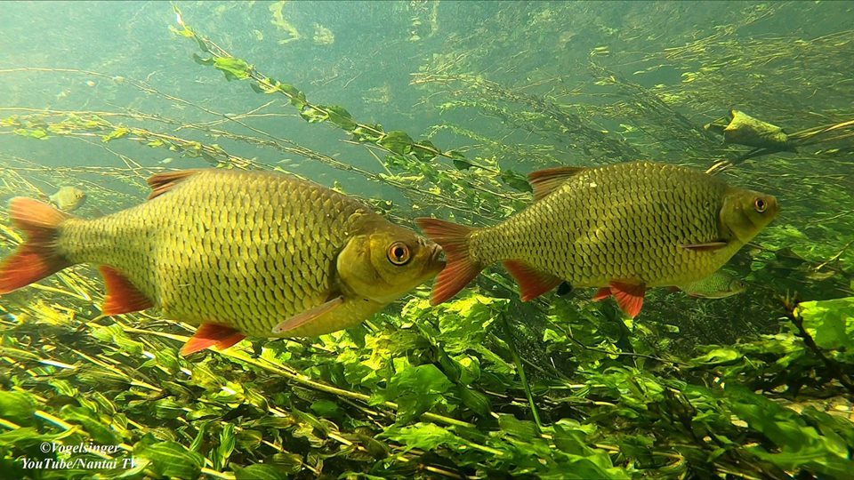 Rudd or crucian? - A fish, Carp, Fishing