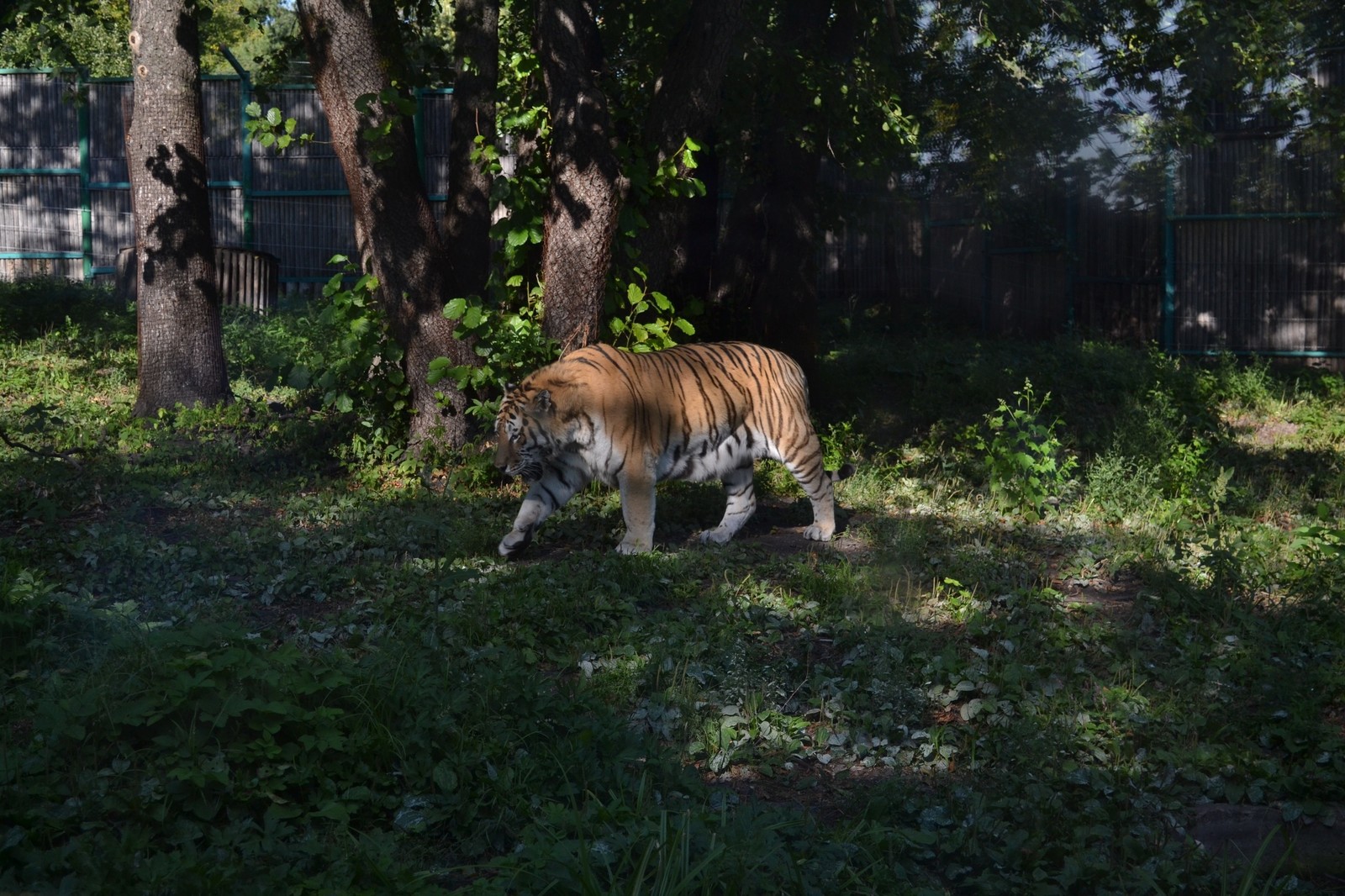 Penza Zoo - My, Zoo, Penza, Birds, Eagle, A parrot, Tiger, Animals, Penza Zoo, Longpost