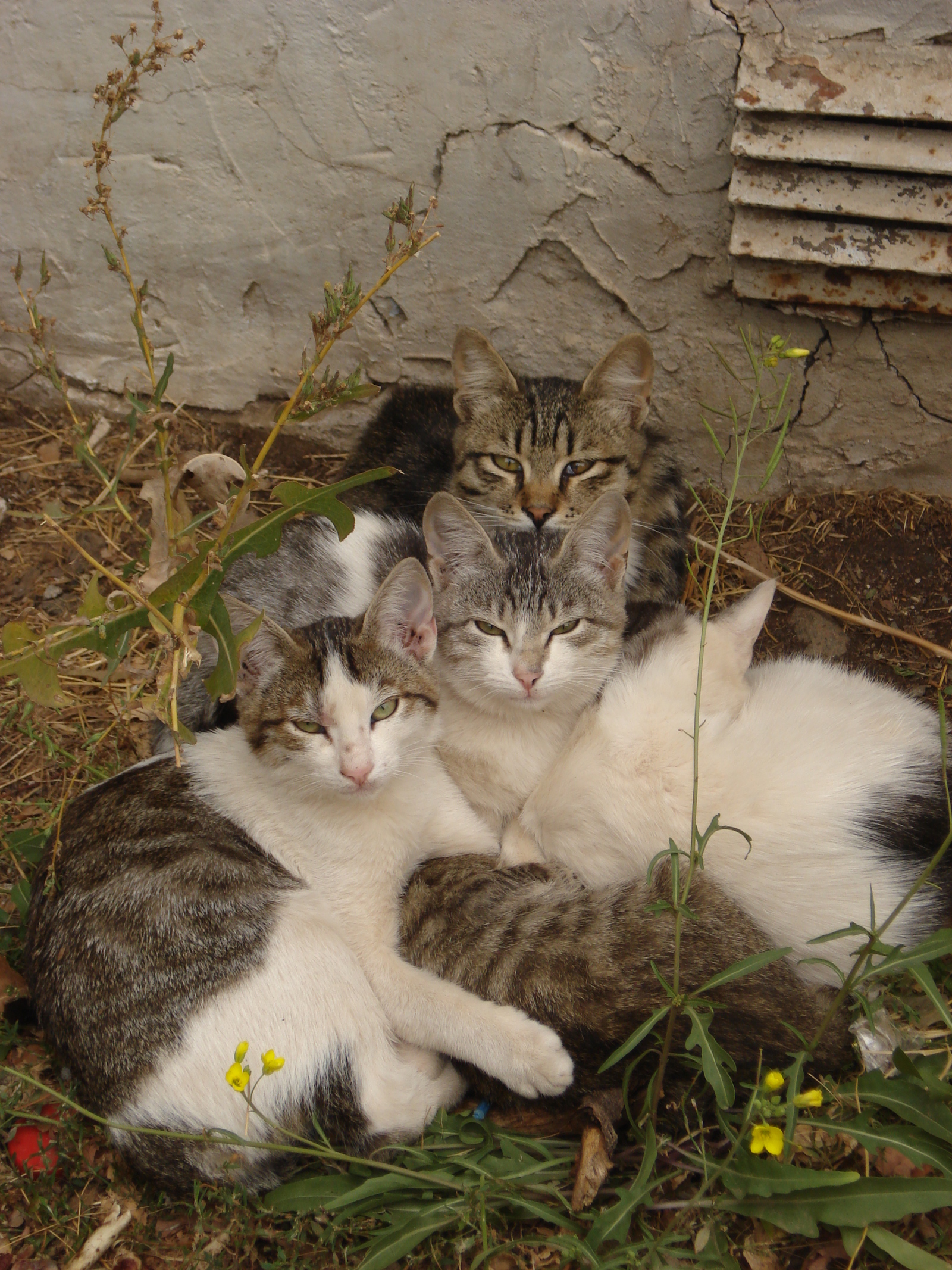 Котики нашего города - Моё, Кот, Городские коты, Длиннопост