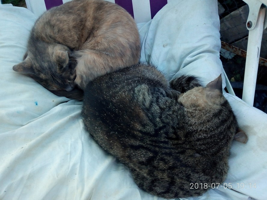 Yin and yang - My, cat, Armchair, Pillow, Relaxation, Yin Yang, Jan