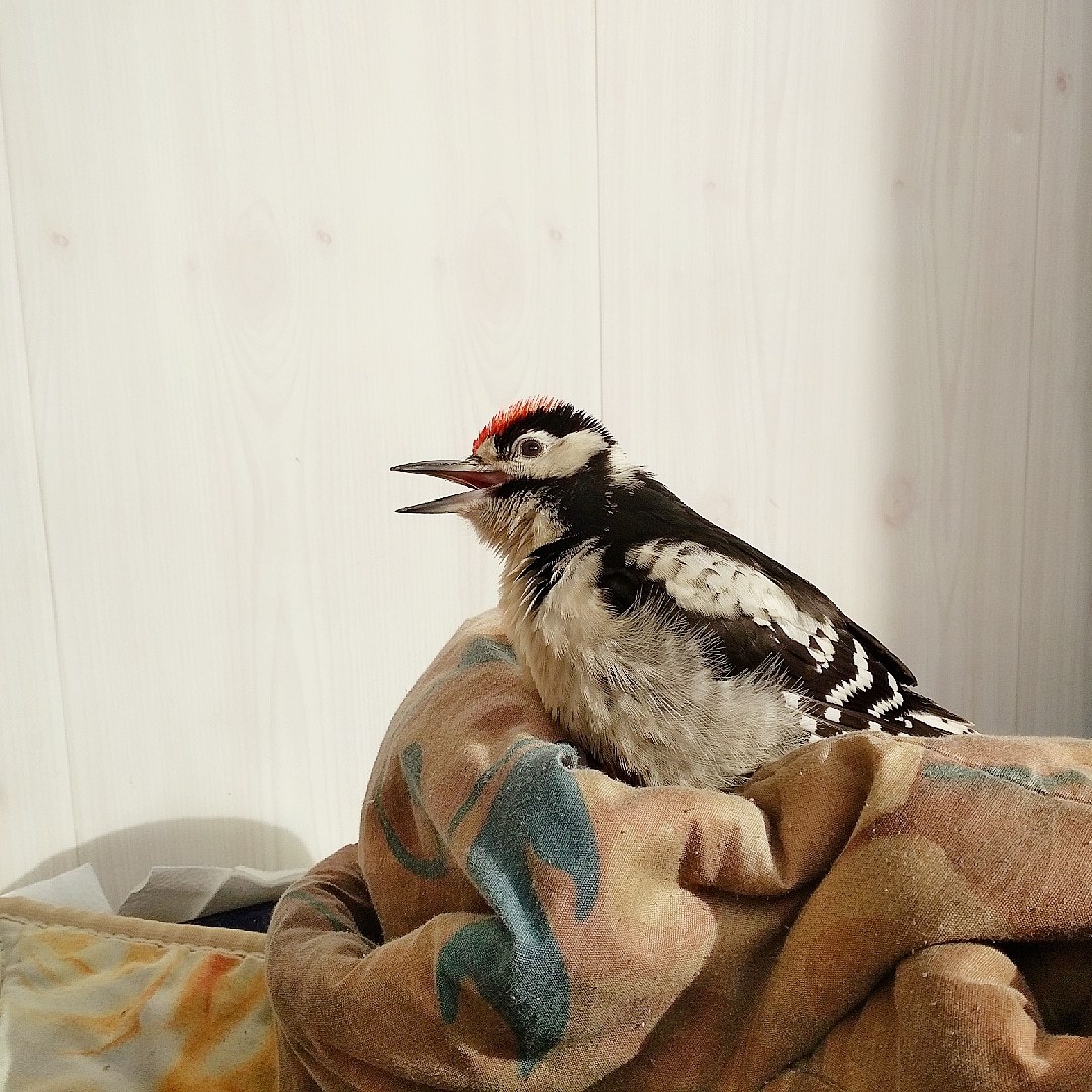 Sunbathing - My, Woodpeckers, Great spotted woodpecker, Sunbathing