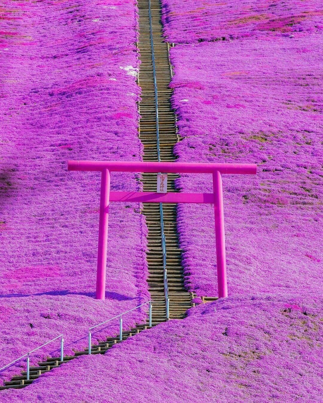 Fields with blooming shiba zakura, Japan. - The photo, Nature, Flowers, Plants, beauty, Japan, Garden