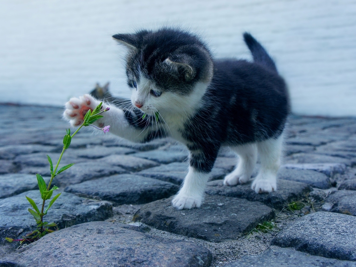 Cat ban - New Zealand bans domestic cats because of birds - My, New Zealand, cat, Law, Nature, Animals, Animal protection, GIF, Longpost