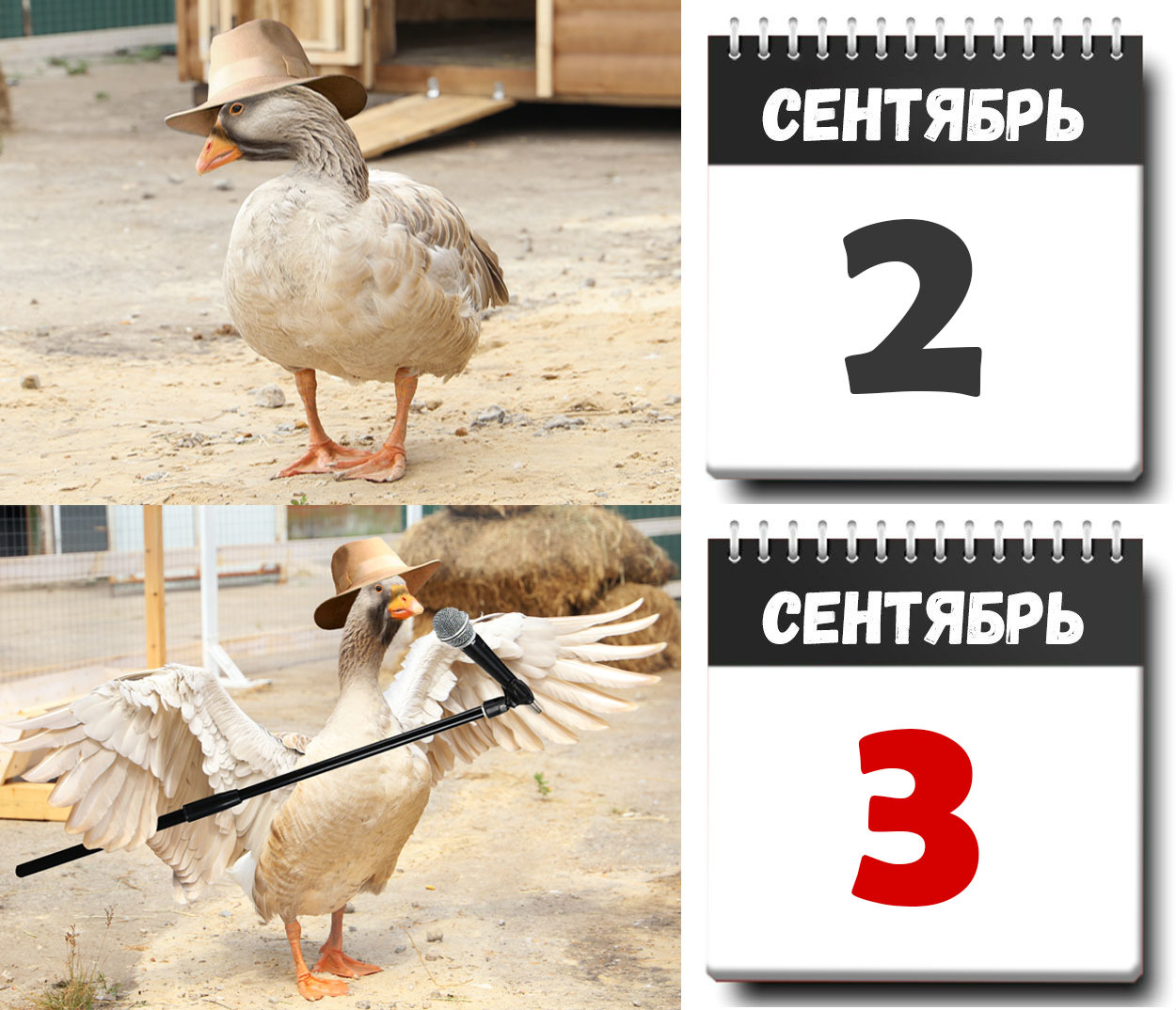 When is September 3rd... - My, Гусь, Goose_blogger, Goose_humor, September 3